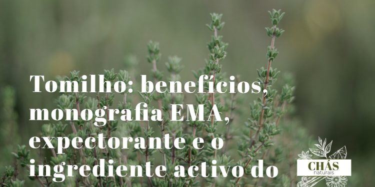 tomilho benefícios — ramos floridos de Thymus vulgaris erva aromática mediterrânica com flores lilás
