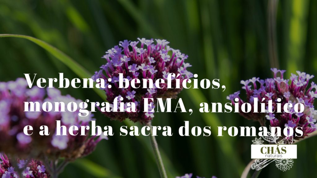 verbena benefícios — flores lilás em espigas finas de Verbena officinalis planta ruderal medicinal