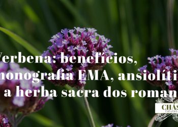 verbena benefícios — flores lilás em espigas finas de Verbena officinalis planta ruderal medicinal