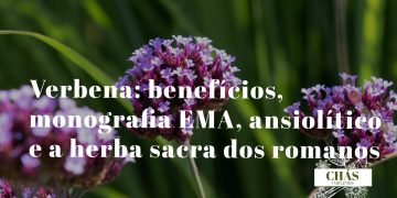 verbena benefícios — flores lilás em espigas finas de Verbena officinalis planta ruderal medicinal