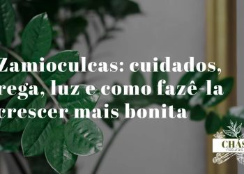 zamioculcas cuidados — planta zamioculcas zamiifolia com caules arqueados verde-escuro brilhante em vaso de interior