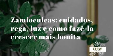 zamioculcas cuidados — planta zamioculcas zamiifolia com caules arqueados verde-escuro brilhante em vaso de interior