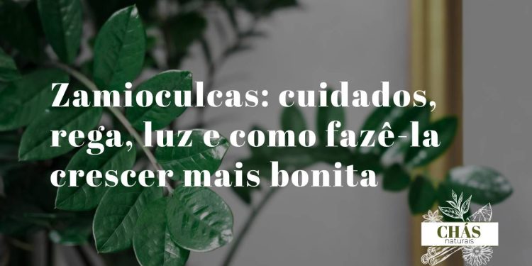 zamioculcas cuidados — planta zamioculcas zamiifolia com caules arqueados verde-escuro brilhante em vaso de interior