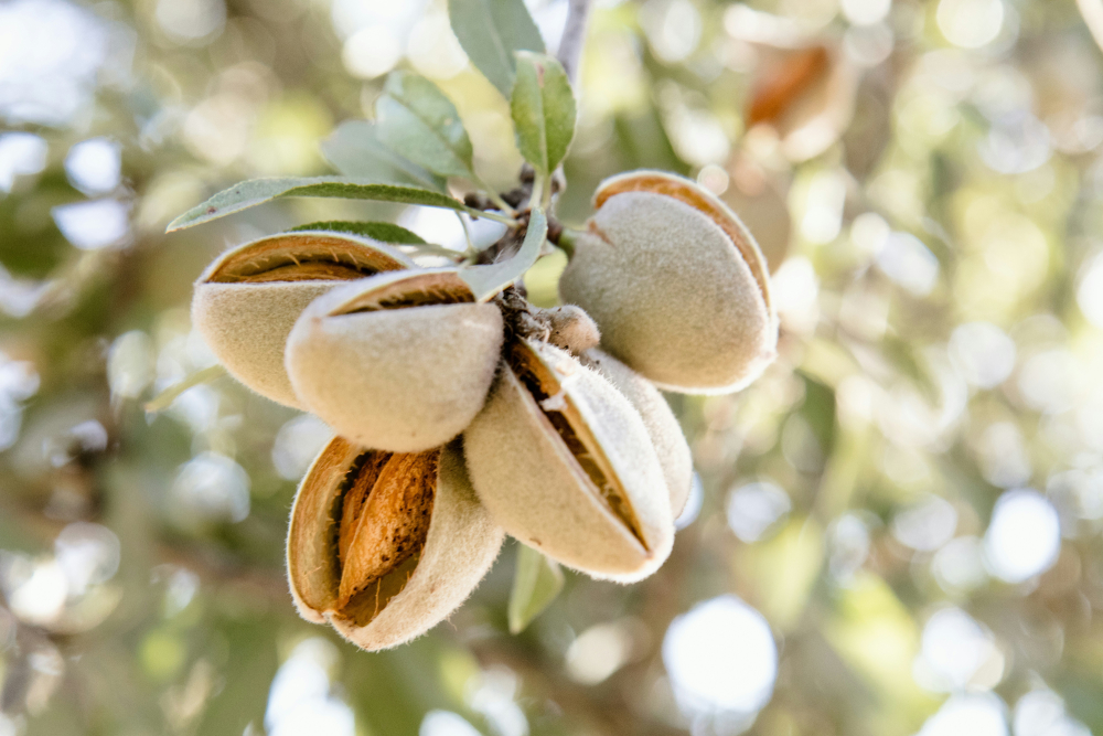 Amêndoa — vitamina E, cálcio e benefícios