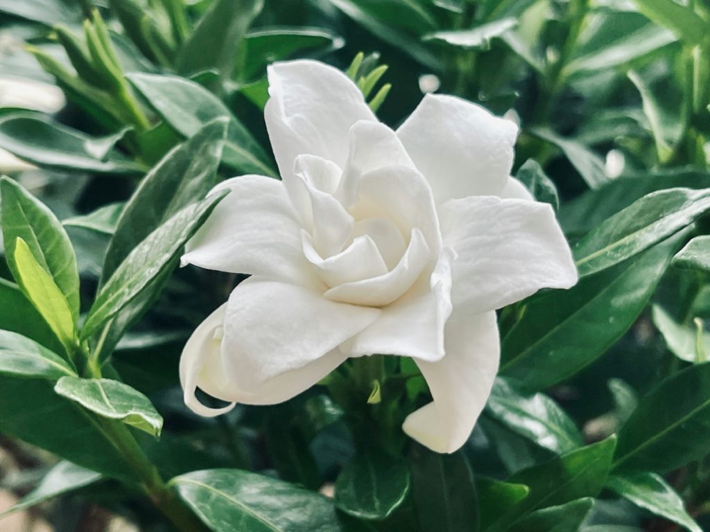 Gardénia