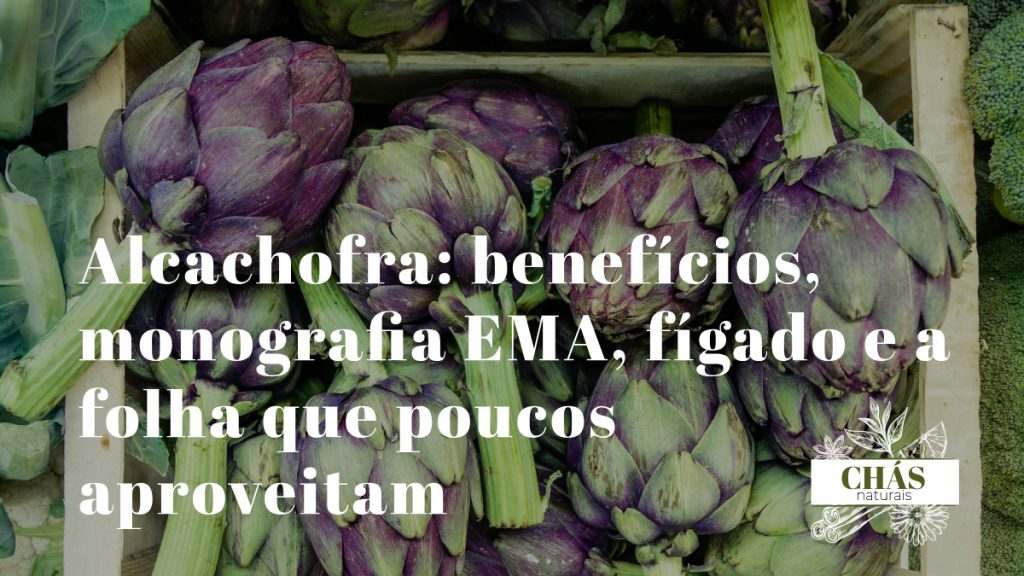 alcachofra benefícios — alcachofra Cynara scolymus inteira com folhas espinhosas ricas em cinarina