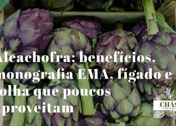 alcachofra benefícios — alcachofra Cynara scolymus inteira com folhas espinhosas ricas em cinarina