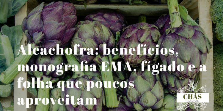 alcachofra benefícios — alcachofra Cynara scolymus inteira com folhas espinhosas ricas em cinarina