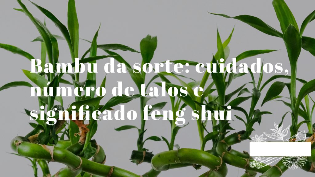 bambu da sorte em vaso com água e pedras decorativas com múltiplos talos verdes erguidos em recipiente de vidro
