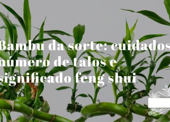 bambu da sorte em vaso com água e pedras decorativas com múltiplos talos verdes erguidos em recipiente de vidro