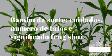 bambu da sorte em vaso com água e pedras decorativas com múltiplos talos verdes erguidos em recipiente de vidro