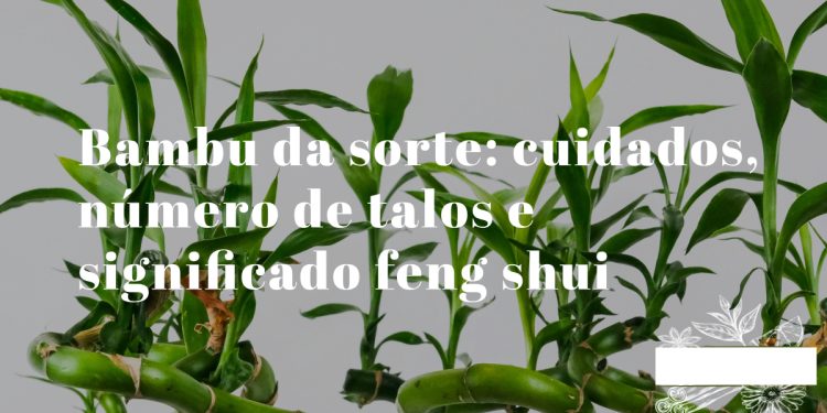 bambu da sorte em vaso com água e pedras decorativas com múltiplos talos verdes erguidos em recipiente de vidro