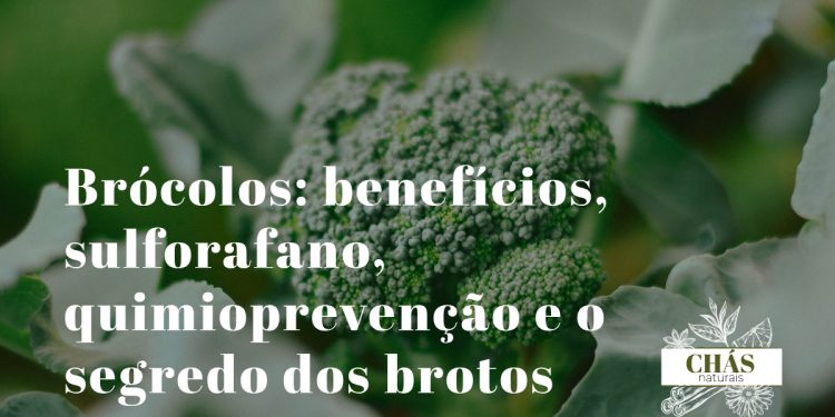 brócolos benefícios — ramos verdes de brócolos frescos e brotos germinados ricos em sulforafano