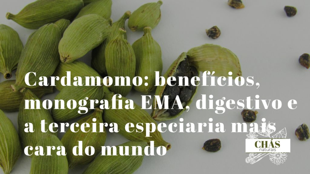 cardamomo benefícios — vagens verdes e sementes de Elettaria cardamomum especiaria digestiva com monografia EMA