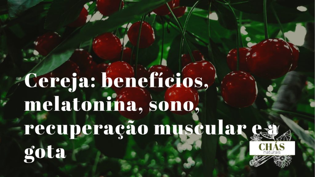 cereja benefícios — cerejas vermelhas Prunus cerasus variedade Montmorency ricas em melatonina natural