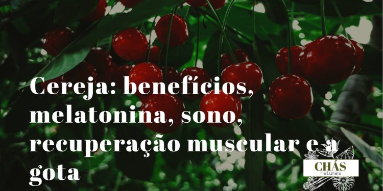cereja benefícios — cerejas vermelhas Prunus cerasus variedade Montmorency ricas em melatonina natural