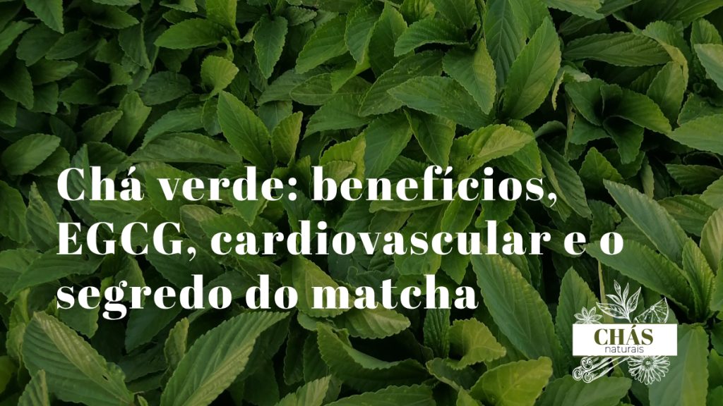 chá verde benefícios — folhas de Camellia sinensis e pó de matcha verde intenso rico em EGCG e catequinos