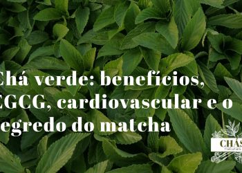 chá verde benefícios — folhas de Camellia sinensis e pó de matcha verde intenso rico em EGCG e catequinos