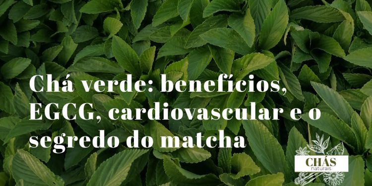 chá verde benefícios — folhas de Camellia sinensis e pó de matcha verde intenso rico em EGCG e catequinos