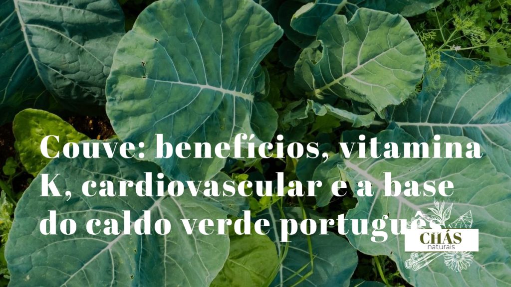couve benefícios — folhas verde-escuras de couve-galega Brassica oleracea ricas em vitamina K