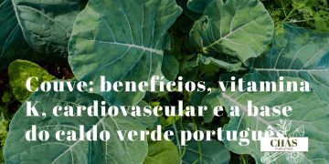 couve benefícios — folhas verde-escuras de couve-galega Brassica oleracea ricas em vitamina K