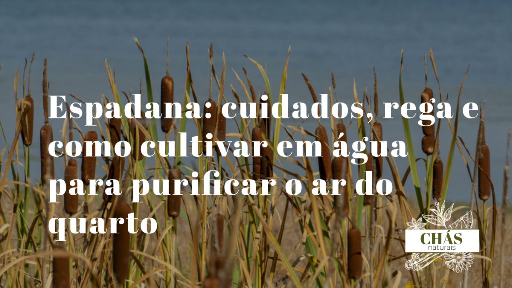 espadana Acorus gramineus variegatus com folhas listradas verde e dourado em recipiente de vidro com água