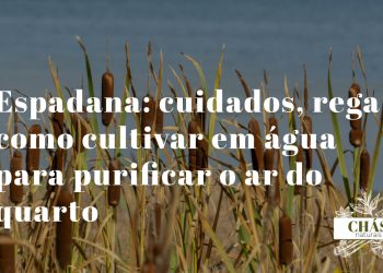 espadana Acorus gramineus variegatus com folhas listradas verde e dourado em recipiente de vidro com água