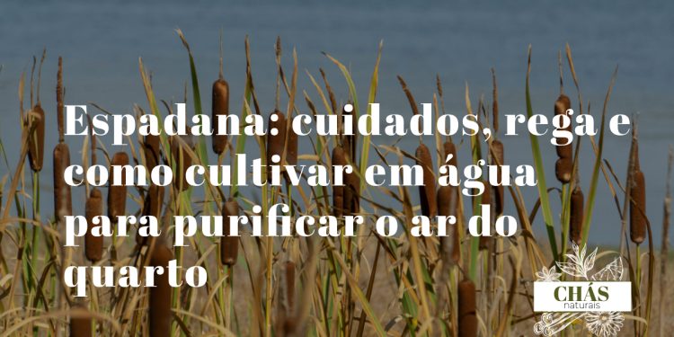 espadana Acorus gramineus variegatus com folhas listradas verde e dourado em recipiente de vidro com água