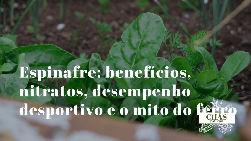espinafre benefícios — folhas verde-escuras de Spinacia oleracea ricas em nitratos e luteína
