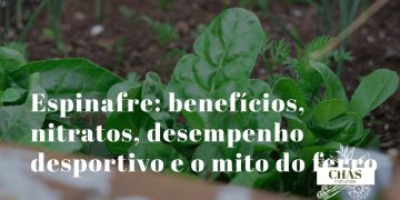 espinafre benefícios — folhas verde-escuras de Spinacia oleracea ricas em nitratos e luteína