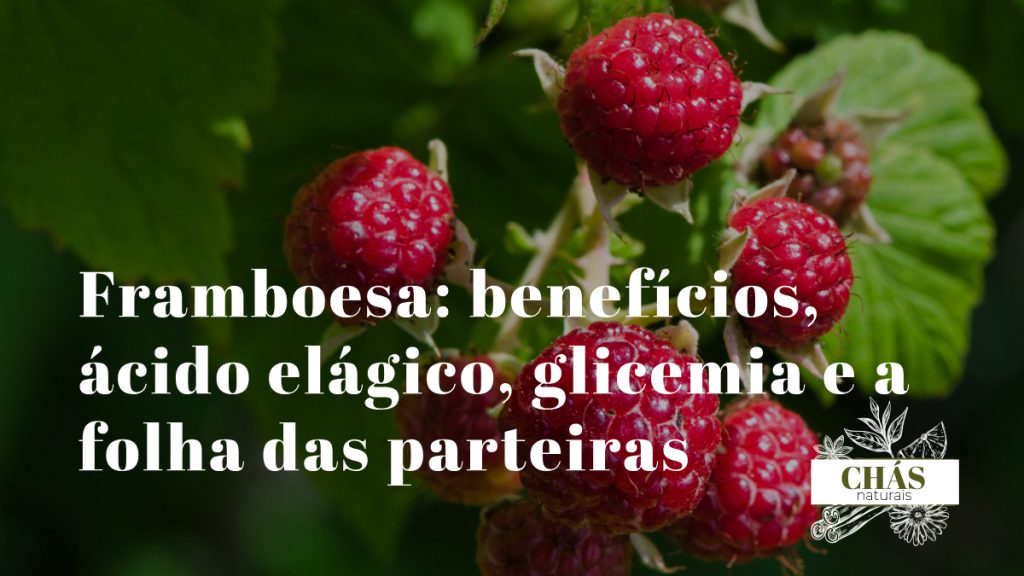 framboesa benefícios — framboesas vermelho-rosadas Rubus idaeus ricas em ácido elágico e fibra