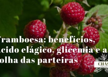 framboesa benefícios — framboesas vermelho-rosadas Rubus idaeus ricas em ácido elágico e fibra