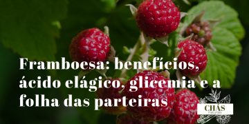 framboesa benefícios — framboesas vermelho-rosadas Rubus idaeus ricas em ácido elágico e fibra