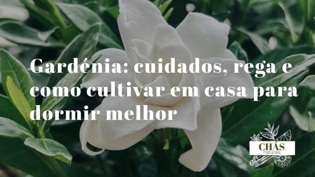 gardénia jasminoides com flores brancas cerosas perfumadas em vaso sobre mesa de cabeceira em quarto