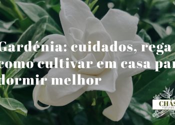 gardénia jasminoides com flores brancas cerosas perfumadas em vaso sobre mesa de cabeceira em quarto