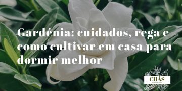 gardénia jasminoides com flores brancas cerosas perfumadas em vaso sobre mesa de cabeceira em quarto