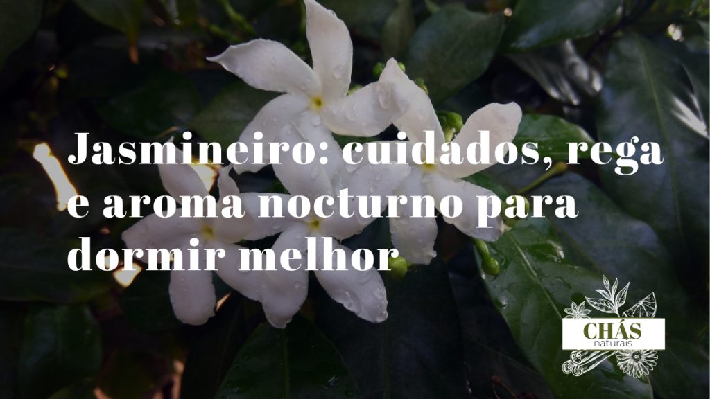jasmineiro Jasminum polyanthum em flor com flores brancas e exterior rosado em vaso de interior