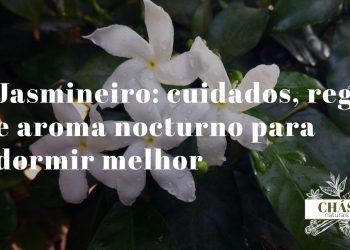 jasmineiro Jasminum polyanthum em flor com flores brancas e exterior rosado em vaso de interior