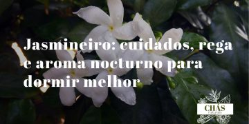 jasmineiro Jasminum polyanthum em flor com flores brancas e exterior rosado em vaso de interior