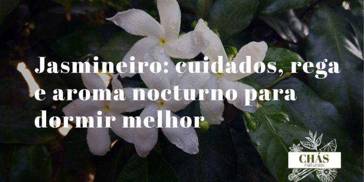 jasmineiro Jasminum polyanthum em flor com flores brancas e exterior rosado em vaso de interior