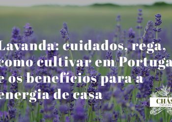 lavanda em vaso de terracota com espigões roxos em flor em varanda portuguesa ensolarada