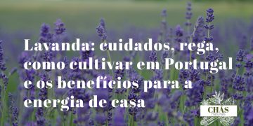 lavanda em vaso de terracota com espigões roxos em flor em varanda portuguesa ensolarada