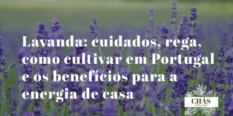 lavanda em vaso de terracota com espigões roxos em flor em varanda portuguesa ensolarada
