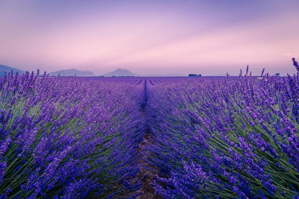 lavanda cuidados