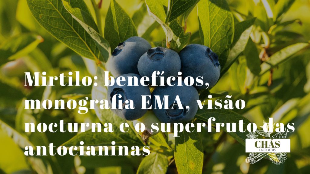 mirtilo benefícios — frutos azul-violeta de Vaccinium myrtillus superfruto europeu com antocianinas e monografia EMA