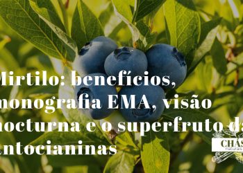 mirtilo benefícios — frutos azul-violeta de Vaccinium myrtillus superfruto europeu com antocianinas e monografia EMA