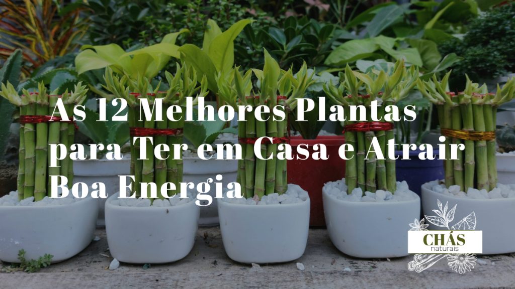 plantas para boa energia em casa — crassula, bambu da sorte e lavanda dispostas em sala de estar com luz natural