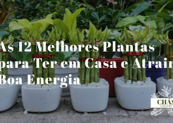 plantas para boa energia em casa — crassula, bambu da sorte e lavanda dispostas em sala de estar com luz natural
