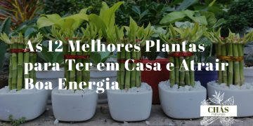 plantas para boa energia em casa — crassula, bambu da sorte e lavanda dispostas em sala de estar com luz natural