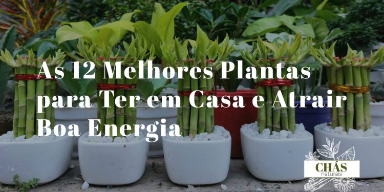 plantas para boa energia em casa — crassula, bambu da sorte e lavanda dispostas em sala de estar com luz natural